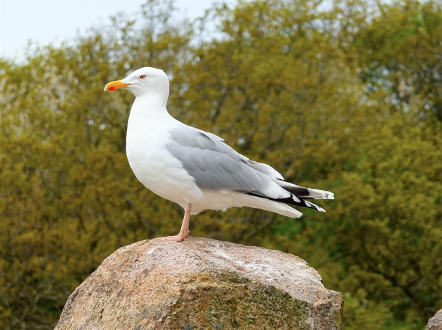 Skærmbillede 2015-06-02 kl. 23.22.43